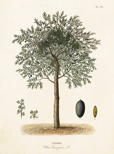 Olive tree card.